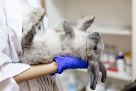 Causes Of Sudden Death In Pet Rabbits Pethelpful