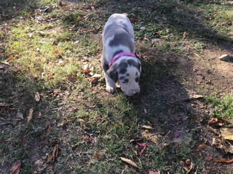 Great dane puppies for sale. AKC harlequin and blue Great Dane puppies in Texarkana ...