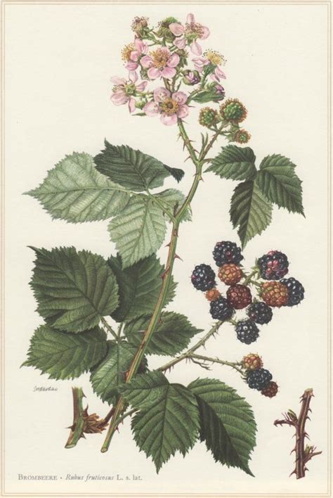 Blackberry 1960 Vintage Botanical Print Rubus Fruticosus European