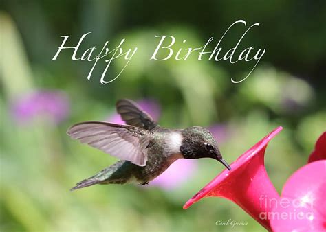 Check spelling or type a new query. Hummingbird At Feeder Birthday Card Photograph by Carol Groenen