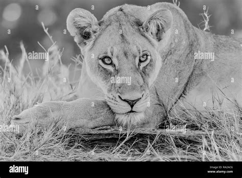 African Female Lion Panthera Leo In Tanzania Africa Listed As