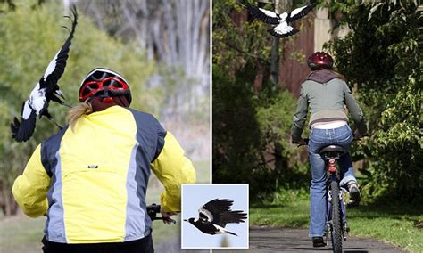 Remember to keep facing the. Magpie attacks and eye injuries surge in Melbourne | Daily ...