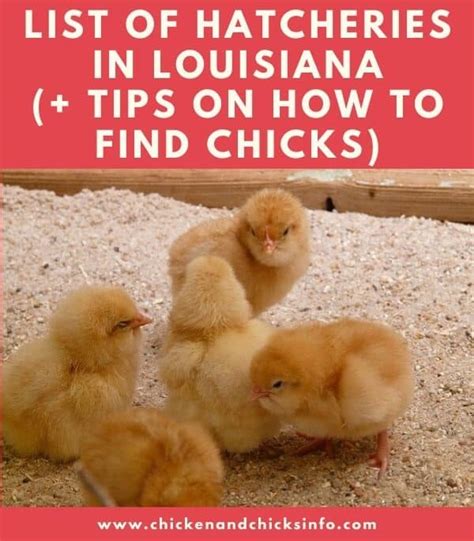 List Of Chicken Hatcheries In Louisiana Chicks For Sale Chicken
