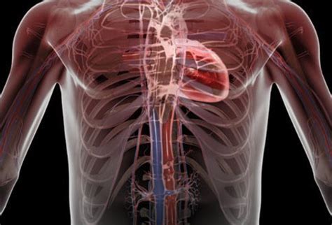 Small amounts of fluid in the sac provides lubrication as the heart contracts and relaxes within pericarditis is inflammation of the pericardium. What Is Lupus? Symptoms, Rash, and Treatment
