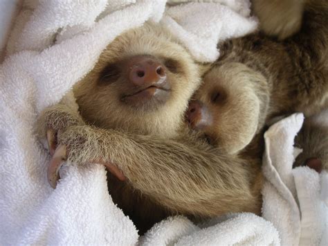 Sloth Babies Orphan Baby Sloths On The Same Cuteness Lev Flickr