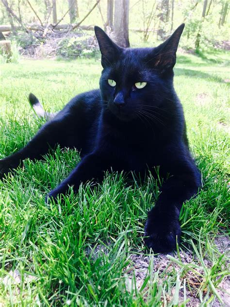 Check spelling or type a new query. Black cat with beautiful green eyes | Cat safe plants ...
