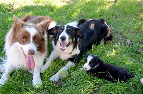 Lof et isds excellent pédigrée. A réserver chiots type border collie Lot-et-Garonne (47 ...