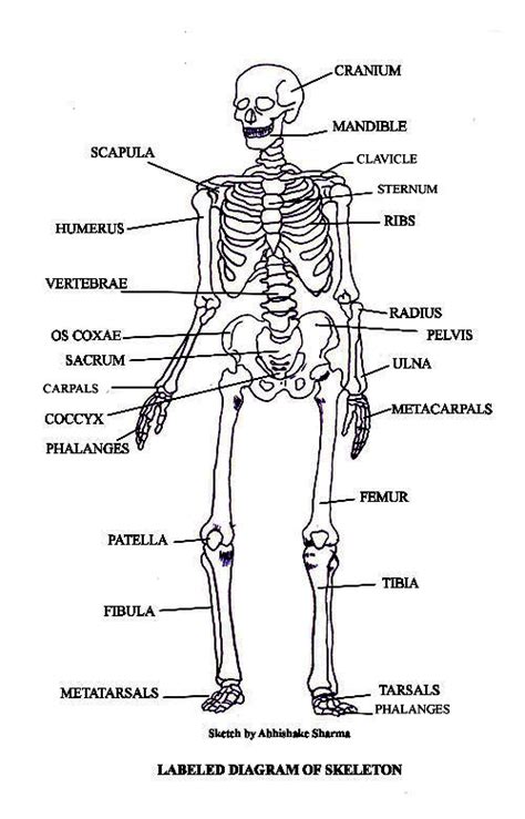 Body diagram labeled human body diagram medical queen com skin. PICTURES OF BONES | The Skeletal System