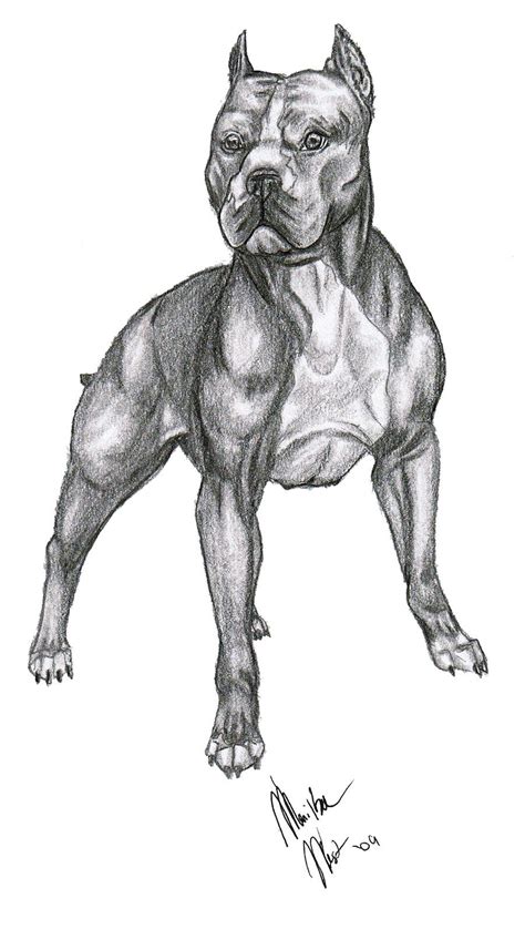 How To Draw A Pitbull With Pencil