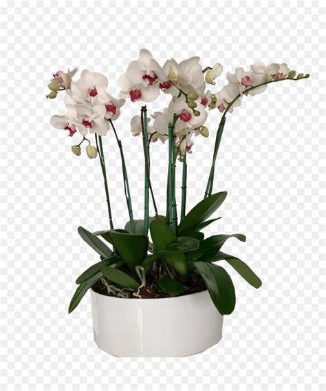 Gambar Bunga Anggrek Di Pot - Kumpulan Gambar Bunga