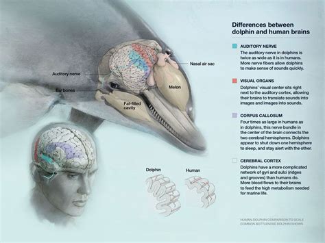 Sea Watch Foundation Dolphin Brains Dolphins Human Brain Human