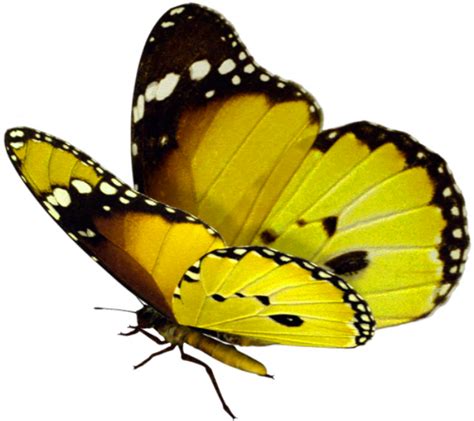 Butterfly Png Download Beautiful Butterfly Png Images For Free Nsb