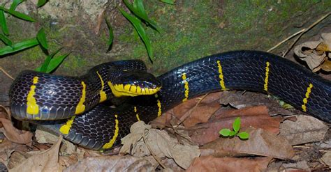 6 Yellow And Black Snakes Photos Thailandsnakes