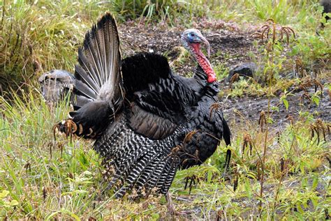 wild turkey meleagris gallopavo male dsc 0080 a native … flickr
