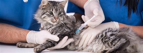 No doggie smells or noise! Cat Vaccinations | Cumberland Veterinary Clinic