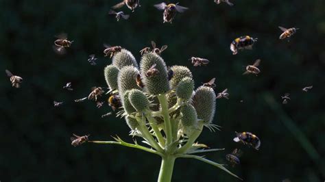 Wwf Italia I Dati Sulla Biodiversit Nel Paese Non Sono Buoni