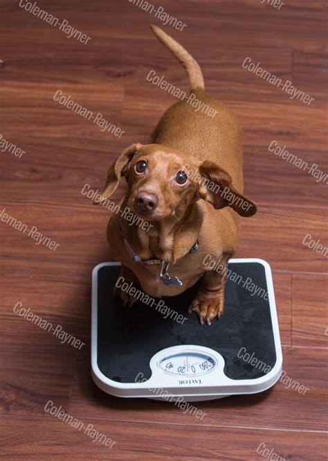 Dennis The Fat Dachshunds Incredible Weight Loss Coleman Rayner