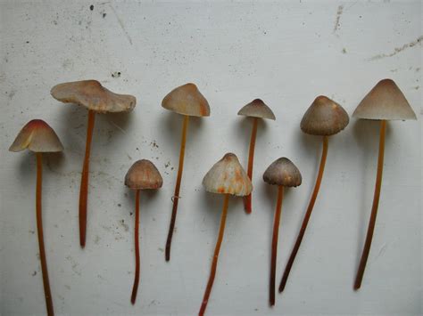 Uk Magic Mushroom Thread 2011 Mushroom Hunting And Identification
