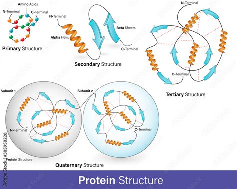 Fototapeta Vector Illustration Of Hierarchy Of Protein Structure Alpha