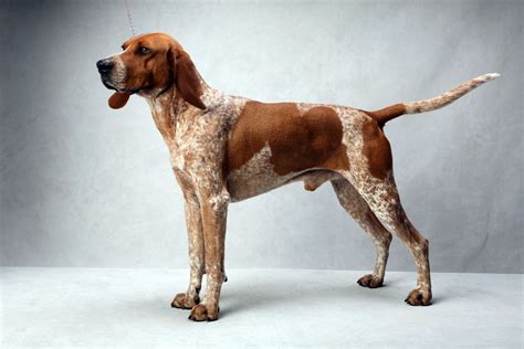 Westminsters Best Of Breed English Coonhound Red Tick Coonhound