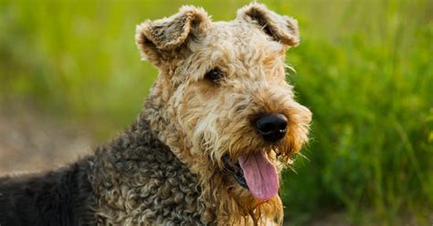 7 Best Hypoallergenic Guard Dogs Dogvills