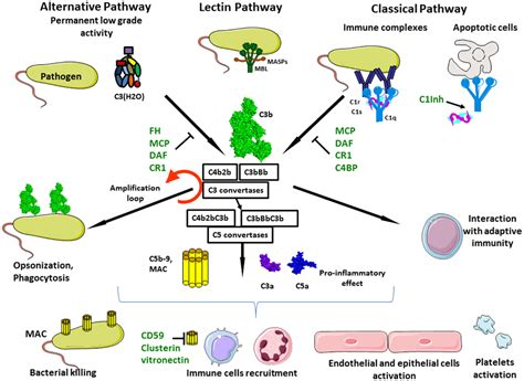 Frontiers Complement System Part Ii Role In Immunity