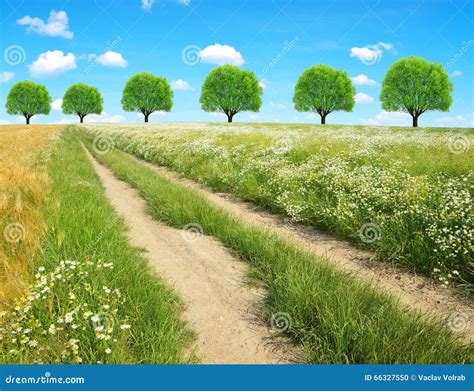 Dirt Road In Sunny Day Stock Photo Image 66327550