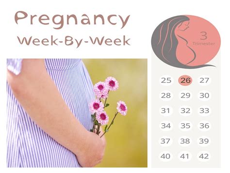 26 Weeks Pregnant Everything You Need To Know About Is Here