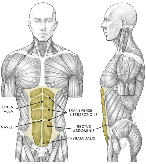 Click on the name of a muscle for a page about that muscle (works for most labels). Muscles of the Neck and Torso - Classic Human Anatomy in ...