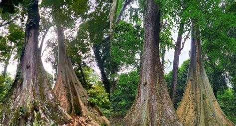 Kisah Pohon Jodoh Di Kebun Raya Bogor Yang Ditanam Sejak Mitosnya