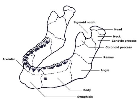 Fracture Fridays: Mandible fractures - PEM Blog