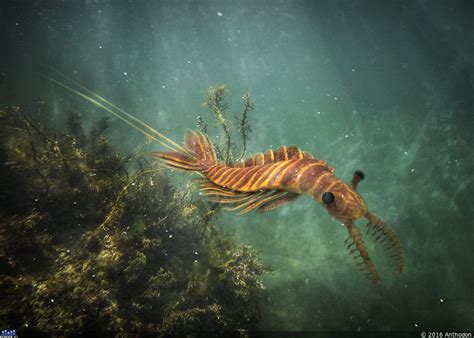 Anomalocaris was the first superpredator, and started an evolutionary arms race in the cambrian seas. Anomalocaris saron | Prehistoric animals, Prehistoric ...