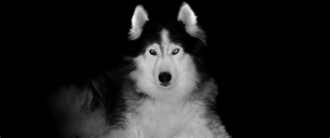 Download Wallpaper 2560x1080 Siberian Husky Pet Dog Art Dual Wide