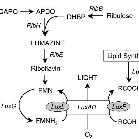 Pdf Coregulation Of Lux Genes And Riboflavin Genes In Bioluminescent