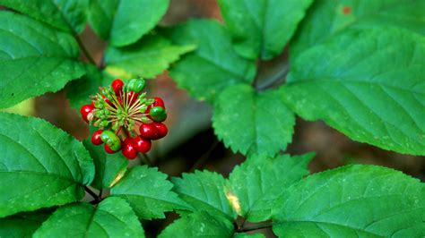 Ginseng Digging Local Traditions And Global Markets For Appalachias