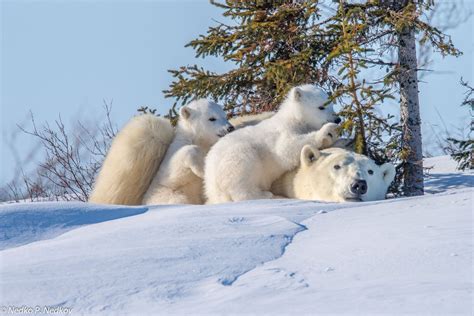 Download Snow Cub Baby Animal Animal Polar Bear 4k Ultra Hd Wallpaper
