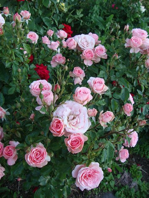 Pin On ~roses~