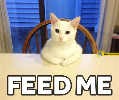feed  cat starecatcom