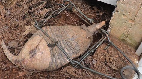 Trapping Armadillos With Conibears Youtube