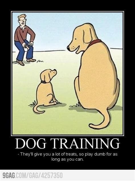 Quotes About Dog Training Quotesgram