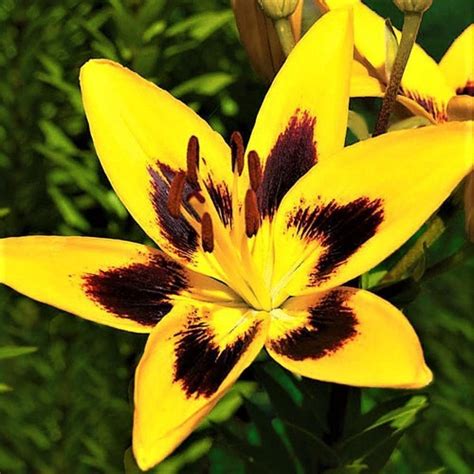 3 Lilium Asiatic Tango Lily Lionheart Flower Bulbs From Easy Etsy