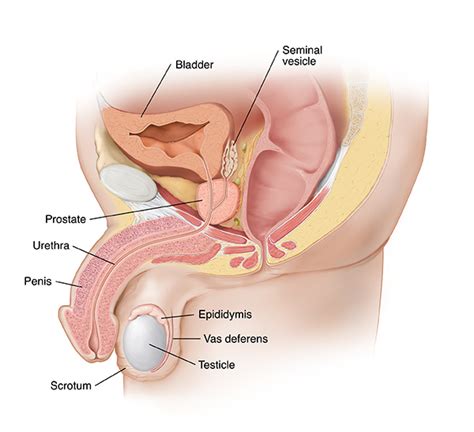 Anatomy Male Reproductive