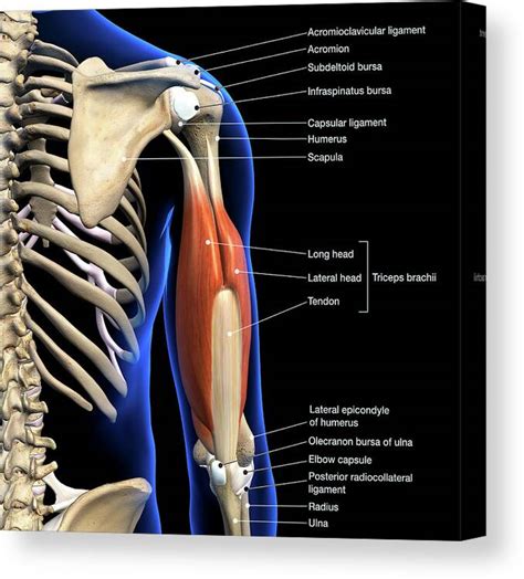 Labeled Anatomy Chart Of Male Triceps Canvas Print Canvas Art By Hank