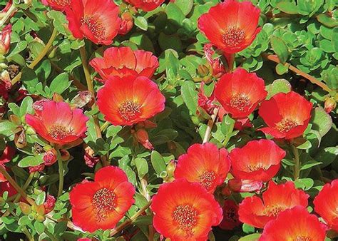They get their name from the manner in which they used to blanket north american prairies it has been grown for many years for its beautiful flowers and ease of culture. Plant Perennials in Your South Florida Garden | Tropical ...