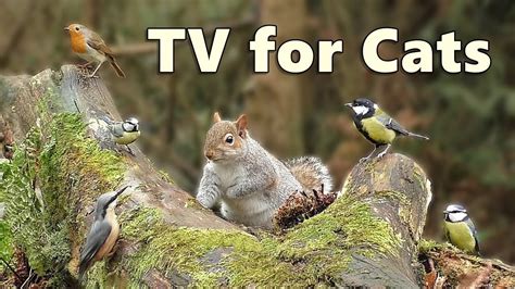 Cat Tv Videos ~ Birds And Squirrels For Cats To Watch Forest