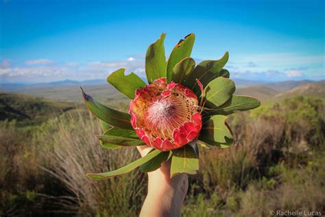 Exploring The Exotic Plants Of South Africa The Travel Bite