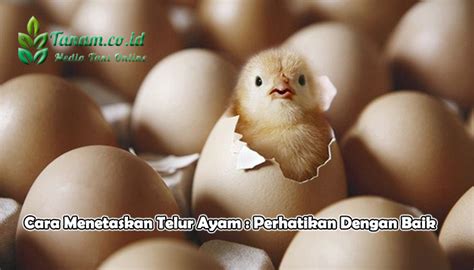 Cara Menetaskan Telur Ayam
