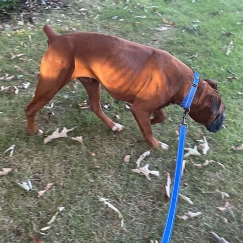 Available Dogs Blue Ridge Boxer Rescue