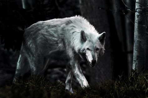 Wolf live wallpaper android apps on google play 1920×1080. Dark Wolf Wallpaper ·① WallpaperTag