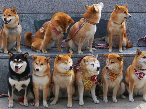 9 Things You Didnt Know About Shiba Inu Japans Native Dog Breed